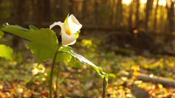 VT Master Naturalist- Chasing Spring Wildflowers