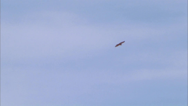 Chickasaw Nation Films- Pearl
