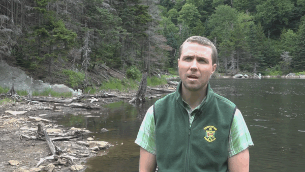 Is Vermont’s Moose Population In Trouble?