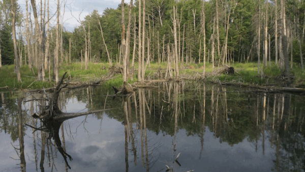 Lake Ninevah Ecology