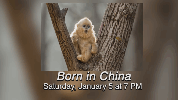 FOLA Presents- Jan. Events & Year in Review