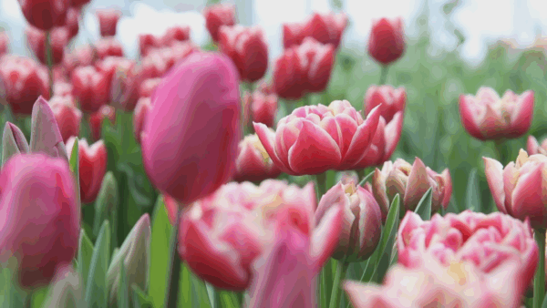 Stuck in Vermont- Tulips