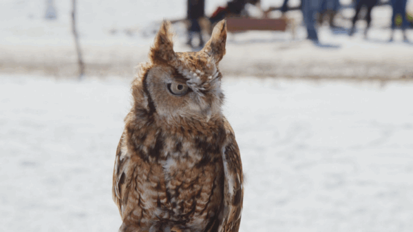 Stuck in Vermont- Raptors