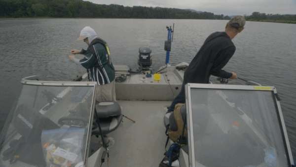 Vermont Master Anglers- River Walleye