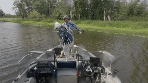 VT Master Anglers- Catching Bowfin