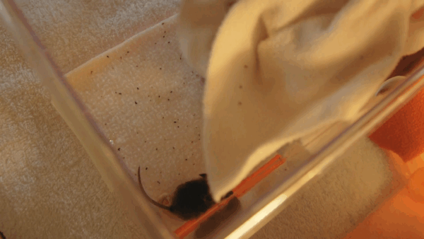 Stuck in Vermont- Wildlife Rescue