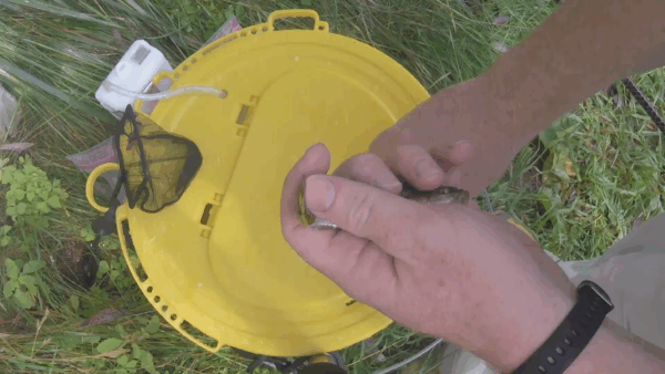 VT Master Anglers- Creek Chubs