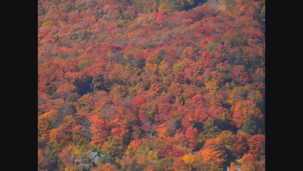 Fall Foliage in Vermont