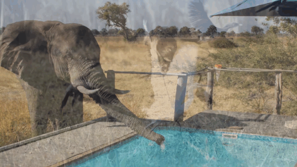 Pat & Penny’s Travel Channel- Botswana
