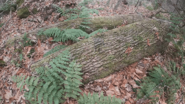 Hiking on the Appalachian Trail