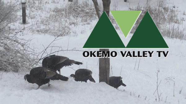 Station ID- Turkeys in Snow