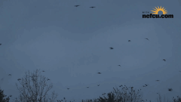 Stuck in Vermont- Crow Safari