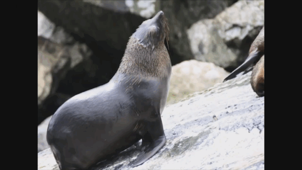 Pat and Penny’s Tour of New Zealand