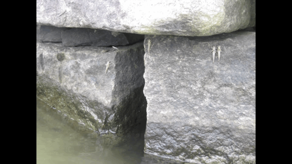 Black River Connections- Dragonfly Detectives