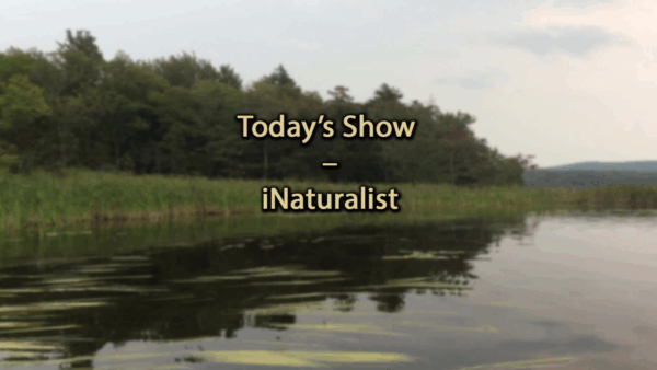 Conservation Chats- iNaturalist