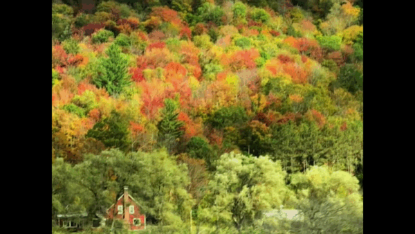 Fall Foliage