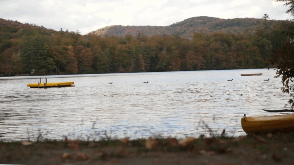 Milfoil Eradication on Lake Rescue