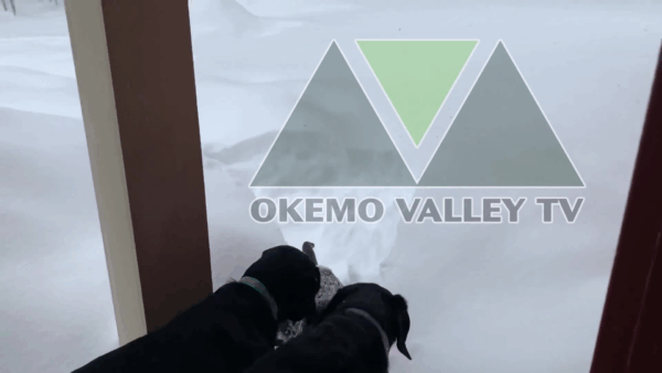 Station ID Snow Dogs