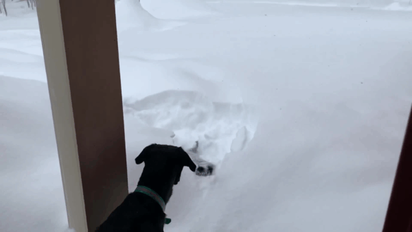 Station ID Snow Dogs