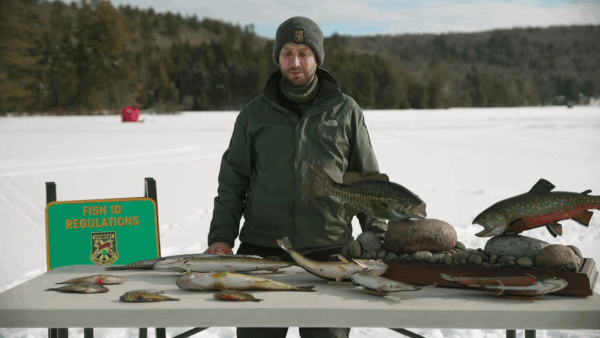 Virtual Ice Fishing Clinic- Fish Identification