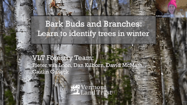 VT Land Trust- Learn to Identify Trees in Winter
