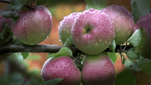 Ciderology