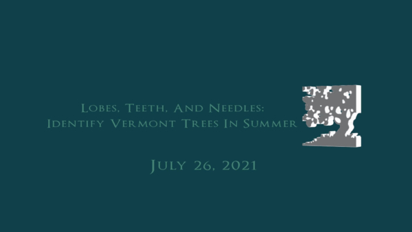 VT Land Trust- Identify Trees in Summer