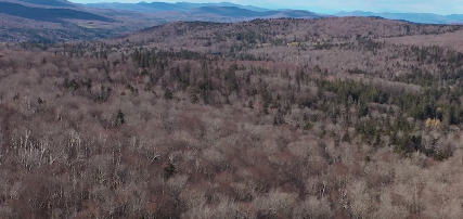 Mt. Holly Conservation Trust- Okemo State Forest Parcel