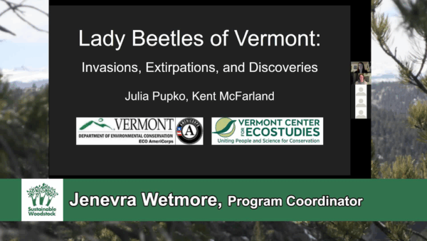 Green Drinks Series- Lady Beetles