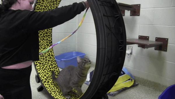 Lucy Mackenzie Humane Society Adoptables