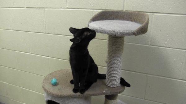 Lucy Mackenzie Humane Society Adoptables May