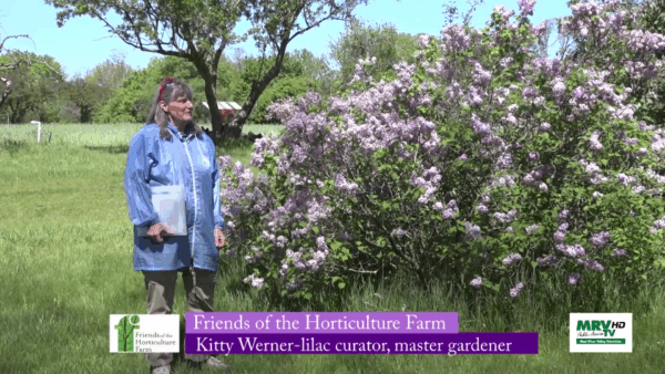 UVM Extension Master Gardener- Lilac Collection