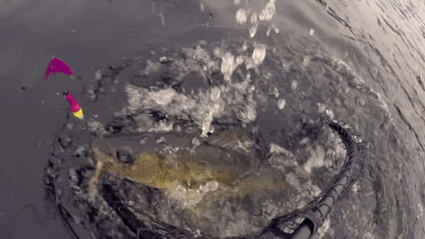 VT Master Anglers- Crappie & American Shad