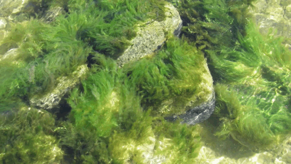 Cyanobacteria Blooms in VT Waterbodies PSA