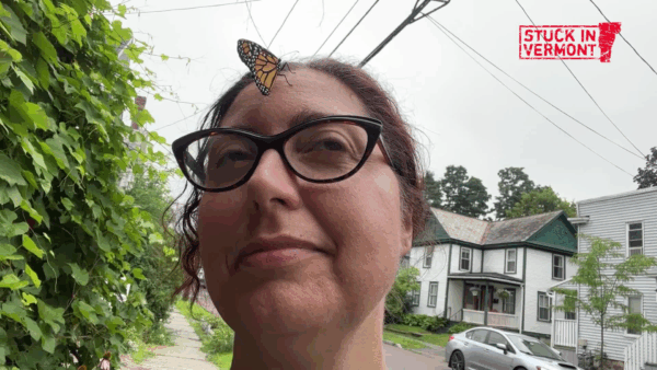 Stuck in Vermont- Raising Monarchs