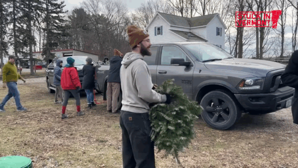 Stuck in Vermont- Christmas Trees for Goats