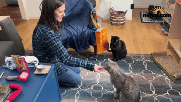 Stuck in Vermont- Queen City Cats