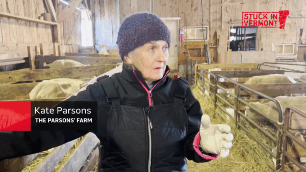 Stuck in Vermont- Lambs at the Parson’s Farm