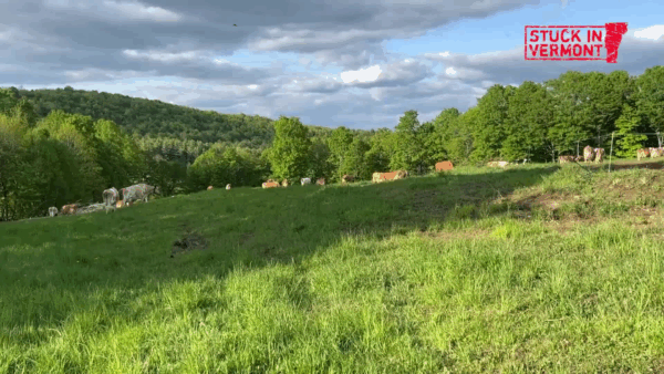 Stuck in Vermont- Strafford Organic Creamery