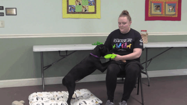 Springfield Humane Society Adoptables