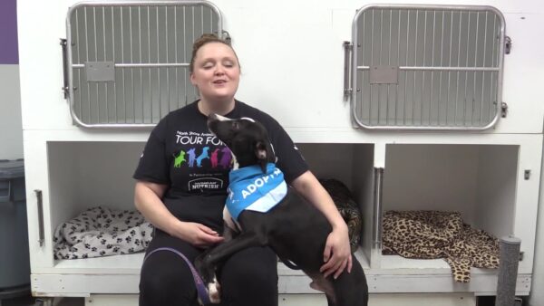 Springfield Humane Society Adoptables