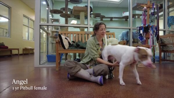Lucy Mackenzie Humane Society- Adoptables