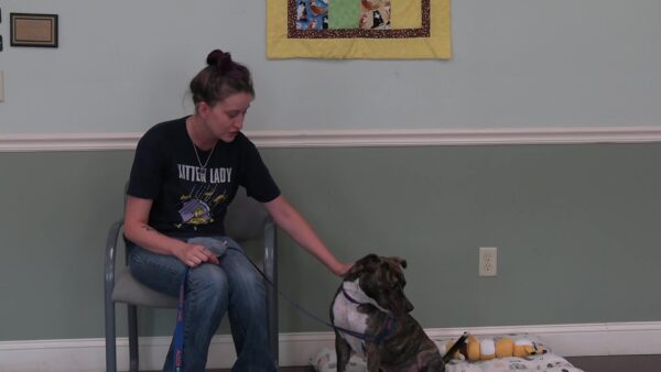 Springfield Humane Society Adoptables