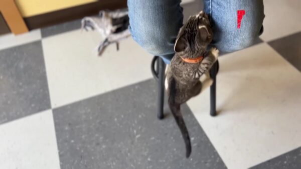 Stuck in Vermont- Saving Cats in Barre