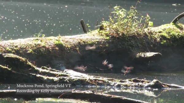 Dragonflies on Muckross Pond