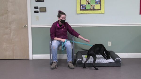 Springfield Humane Society Adoptables