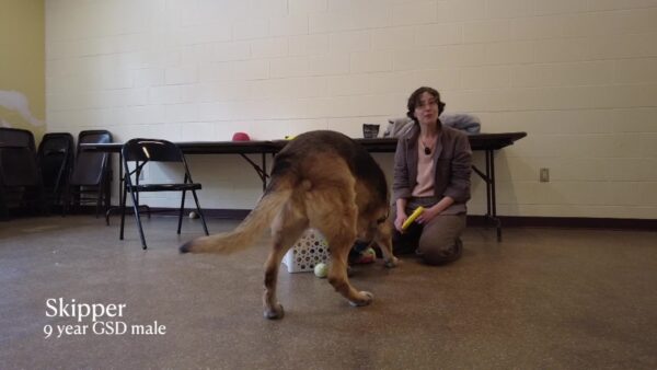 Lucy Mackenzie Humane Society- Adoptables