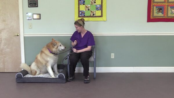Springfield Humane Society Adoptables
