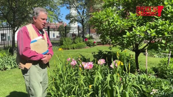 Stuck in Vermont- Peony Power