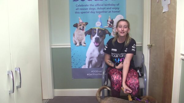 Springfield Humane Society Adoptables